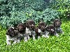  - chiots griffons korthals