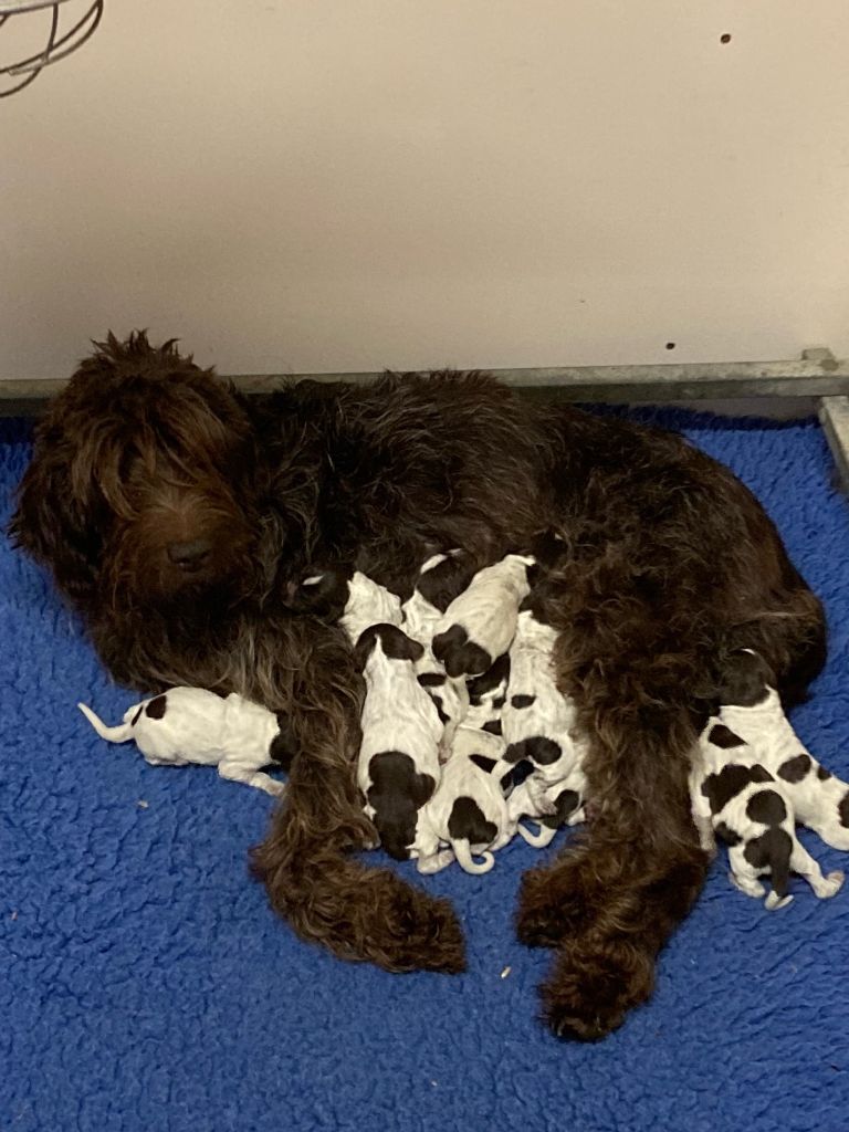 chiot Griffon d'arrêt à poil dur Korthals du clos Renaud