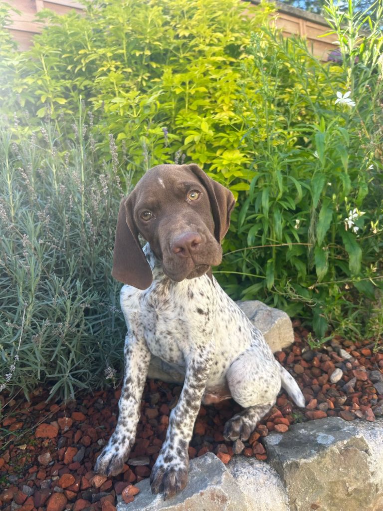 du clos Renaud - Chiot disponible  - Braque français, type Pyrenees (petite taille)