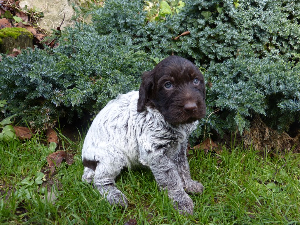 du clos Renaud - Chiot disponible  - Griffon d'arrêt à poil dur Korthals