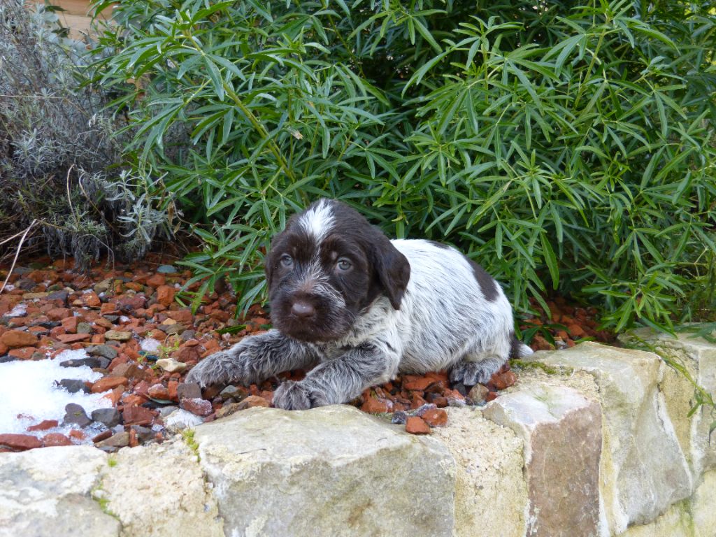 du clos Renaud - Chiot disponible  - Griffon d'arrêt à poil dur Korthals