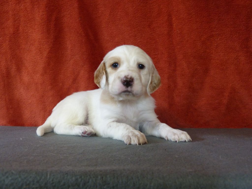 du clos Renaud - Chiot disponible  - Setter Anglais