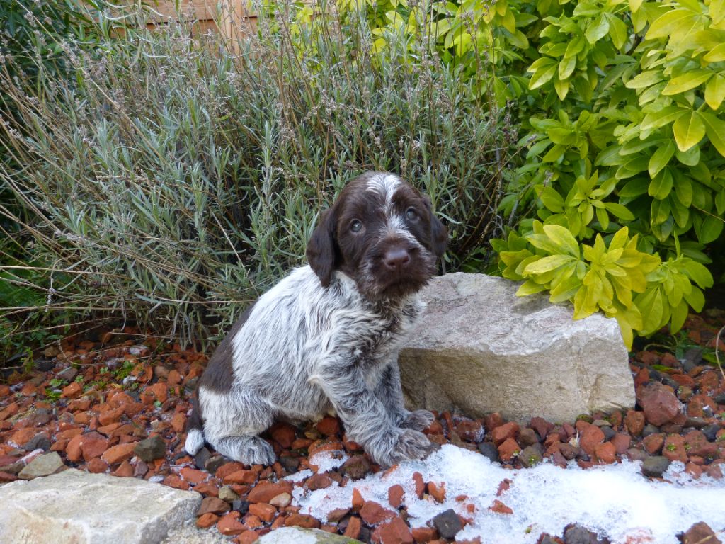 du clos Renaud - Chiot disponible  - Griffon d'arrêt à poil dur Korthals