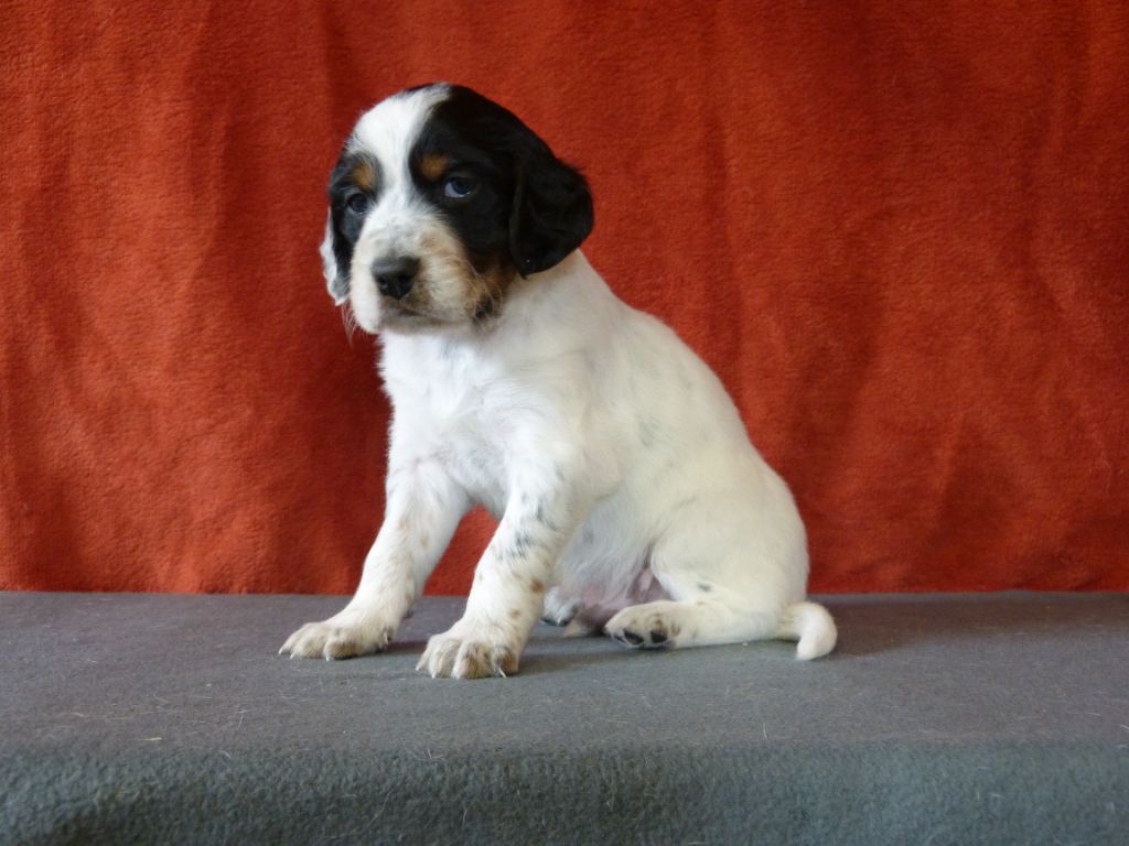 du clos Renaud - Chiot disponible  - Setter Anglais