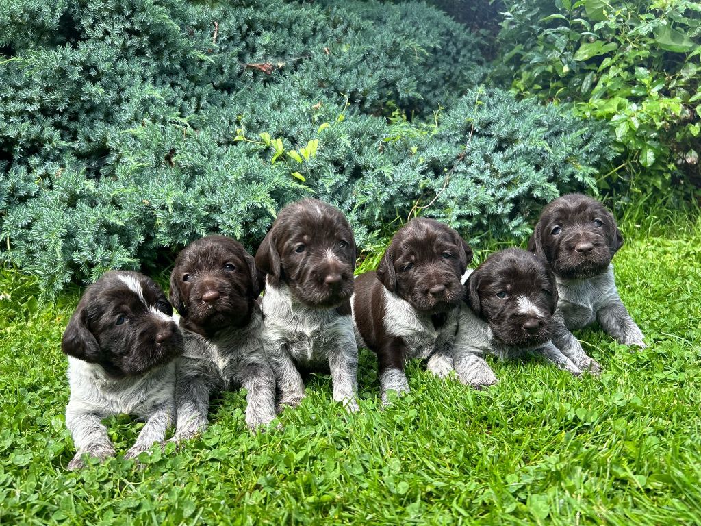 chiots griffons korthals