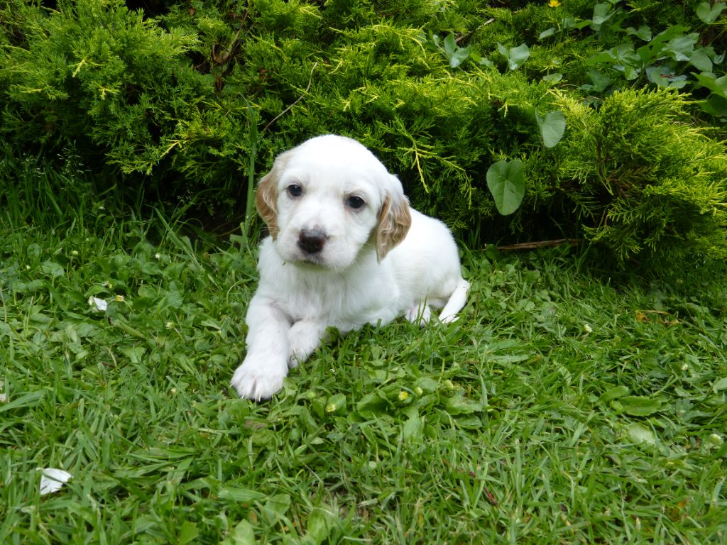 du clos Renaud - Chiots disponibles - Setter Anglais