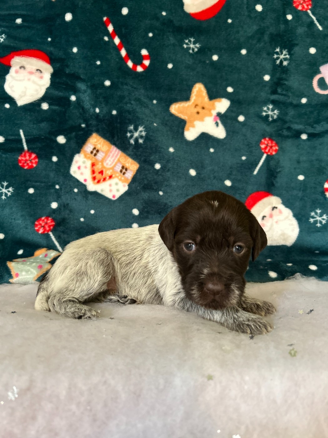 du clos Renaud - Chiots disponibles - Griffon d'arrêt à poil dur Korthals