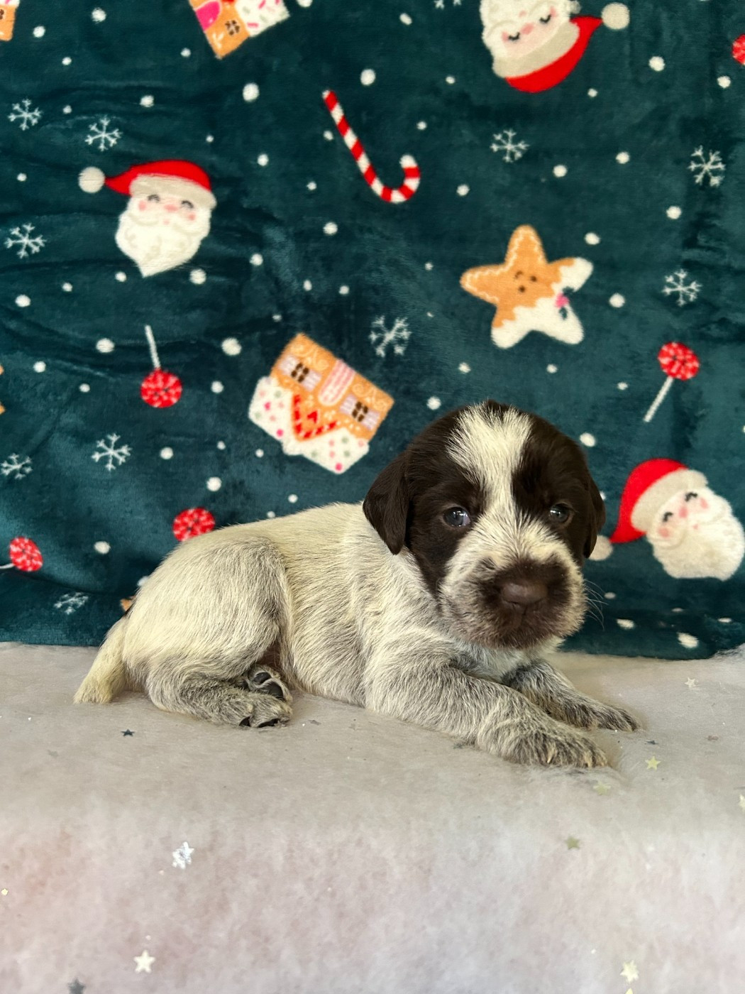 du clos Renaud - Chiots disponibles - Griffon d'arrêt à poil dur Korthals