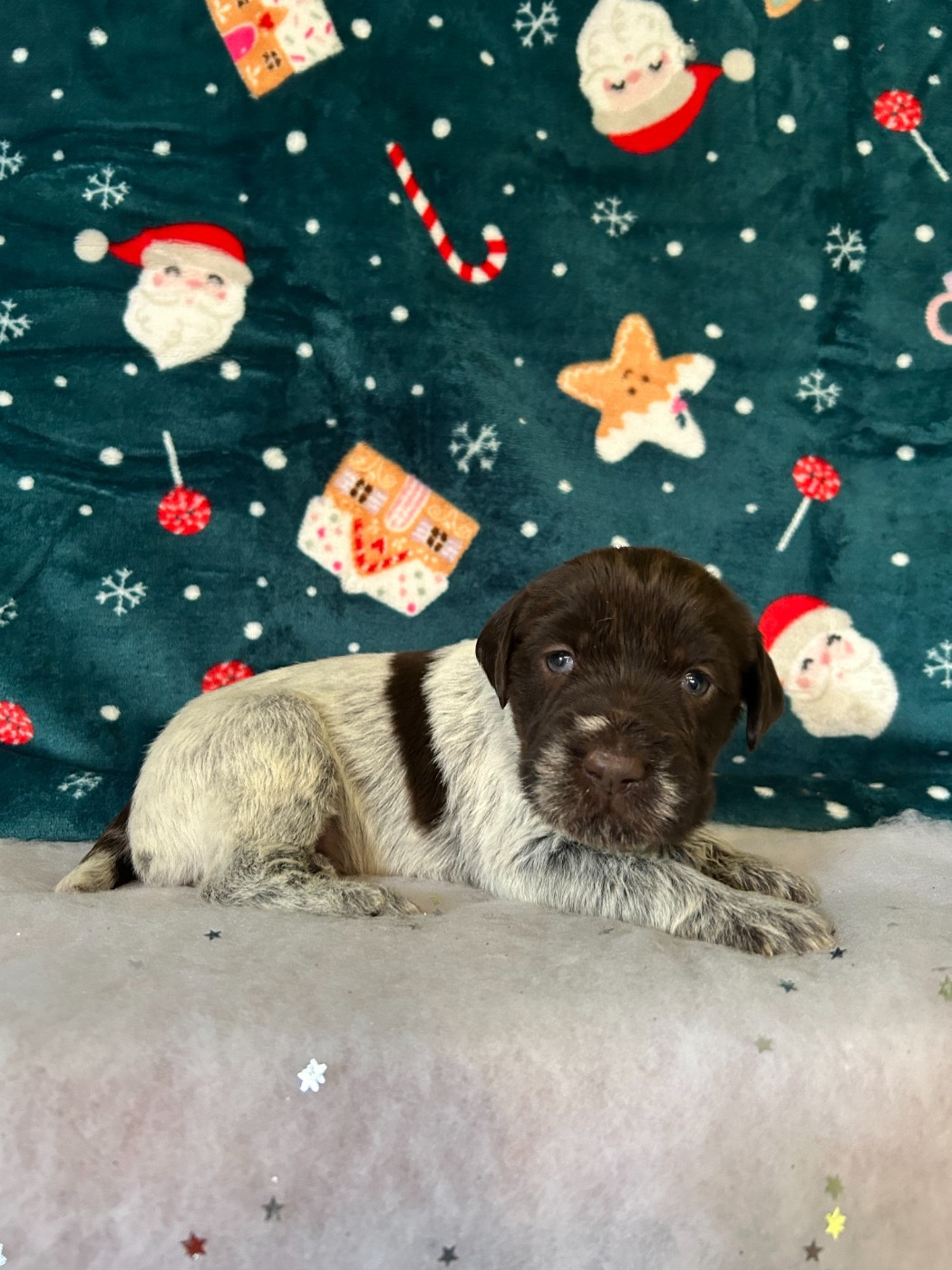 du clos Renaud - Chiots disponibles - Griffon d'arrêt à poil dur Korthals