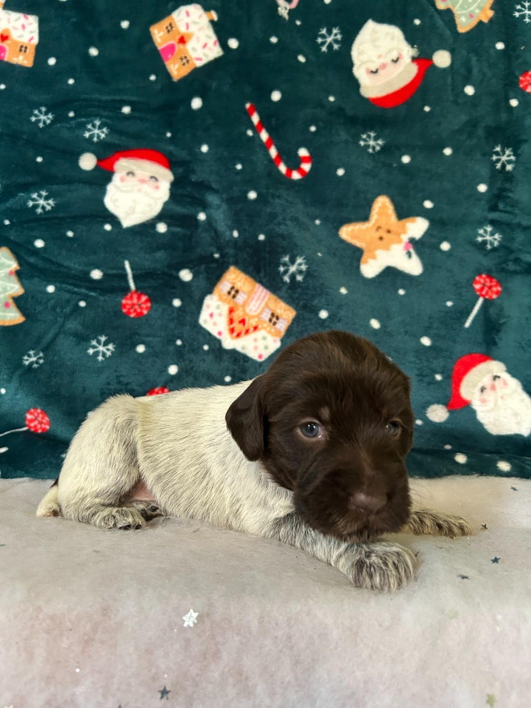 du clos Renaud - Chiots disponibles - Griffon d'arrêt à poil dur Korthals