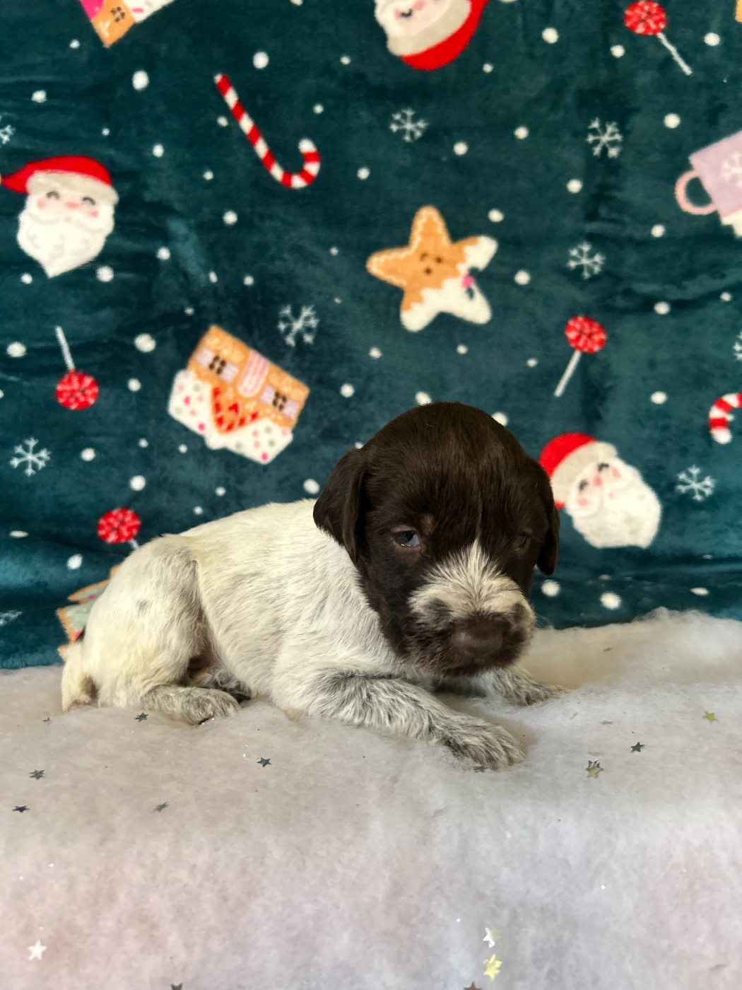 du clos Renaud - Chiots disponibles - Griffon d'arrêt à poil dur Korthals