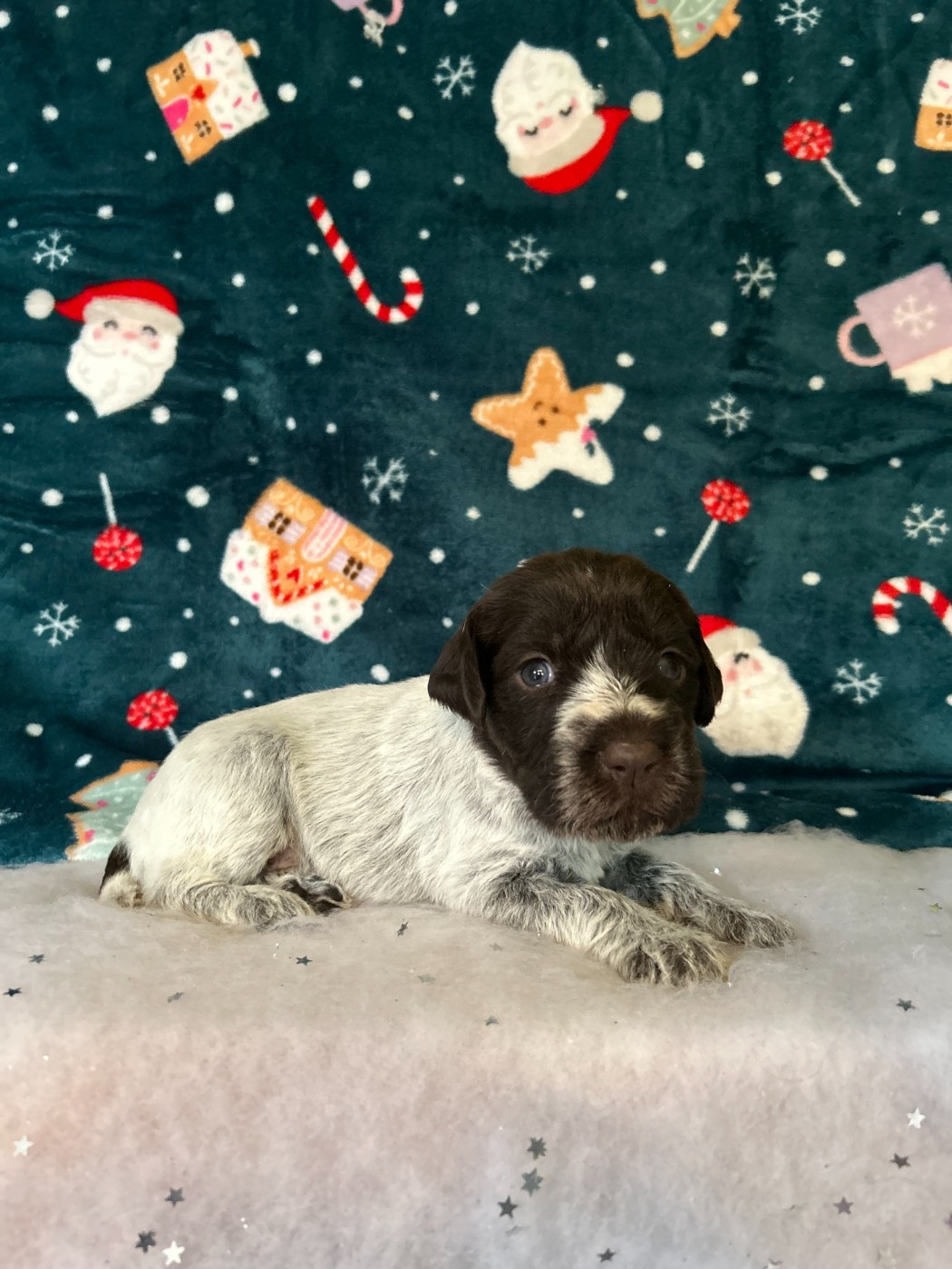 du clos Renaud - Chiots disponibles - Griffon d'arrêt à poil dur Korthals