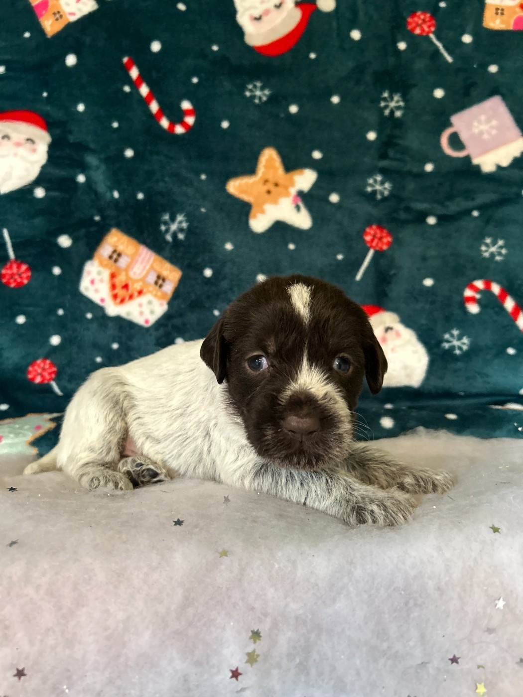 du clos Renaud - Chiots disponibles - Griffon d'arrêt à poil dur Korthals