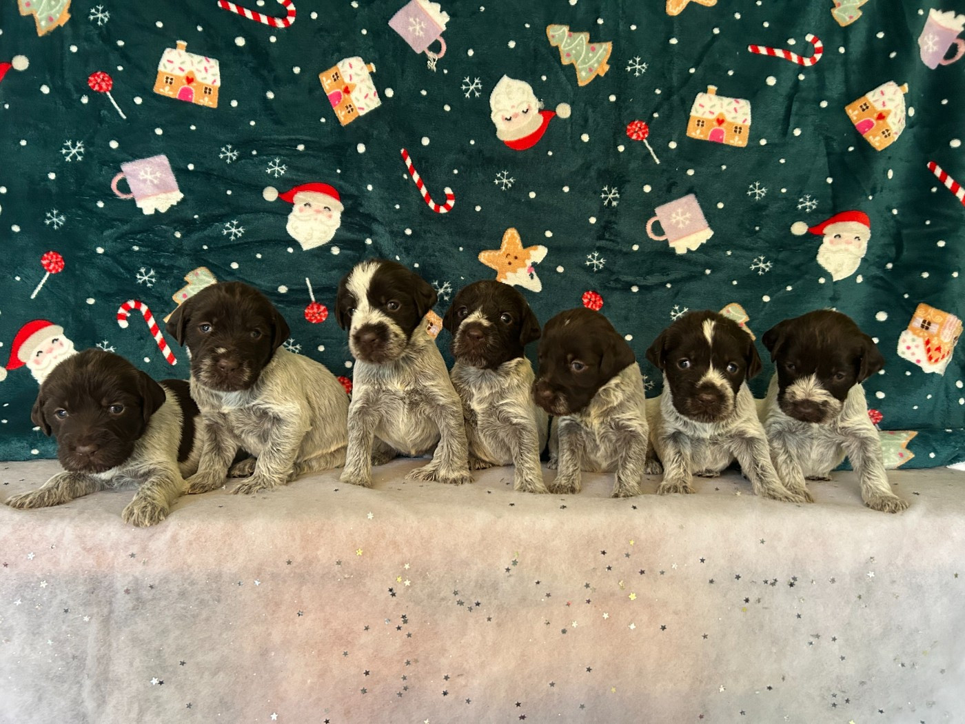 Chiot Griffon d'arrêt à poil dur Korthals du clos Renaud