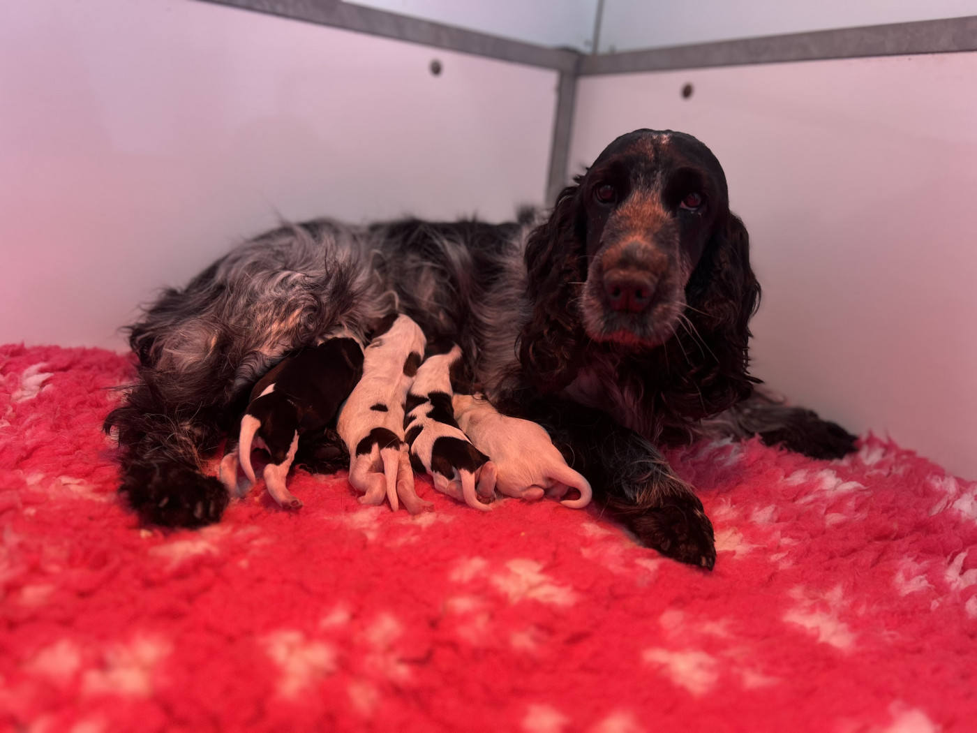 Chiot Cocker Spaniel Anglais du clos Renaud
