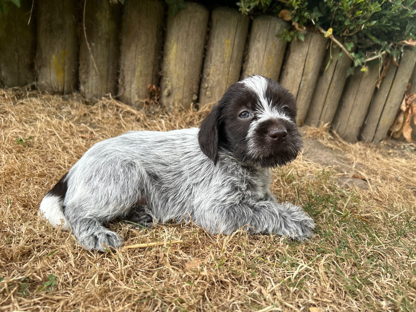 du clos Renaud - Chiots disponibles - Griffon d'arrêt à poil dur Korthals