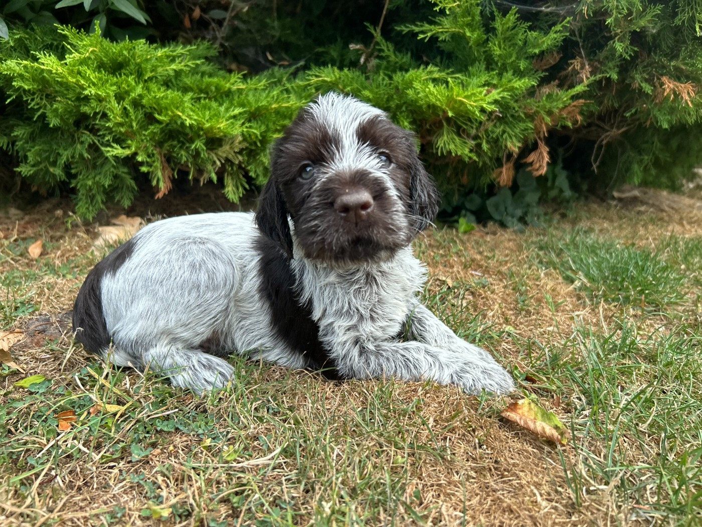 du clos Renaud - Chiots disponibles - Griffon d'arrêt à poil dur Korthals