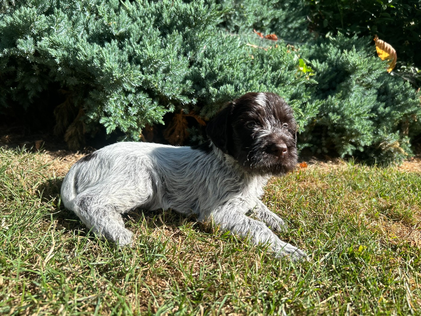 du clos Renaud - Chiots disponibles - Griffon d'arrêt à poil dur Korthals