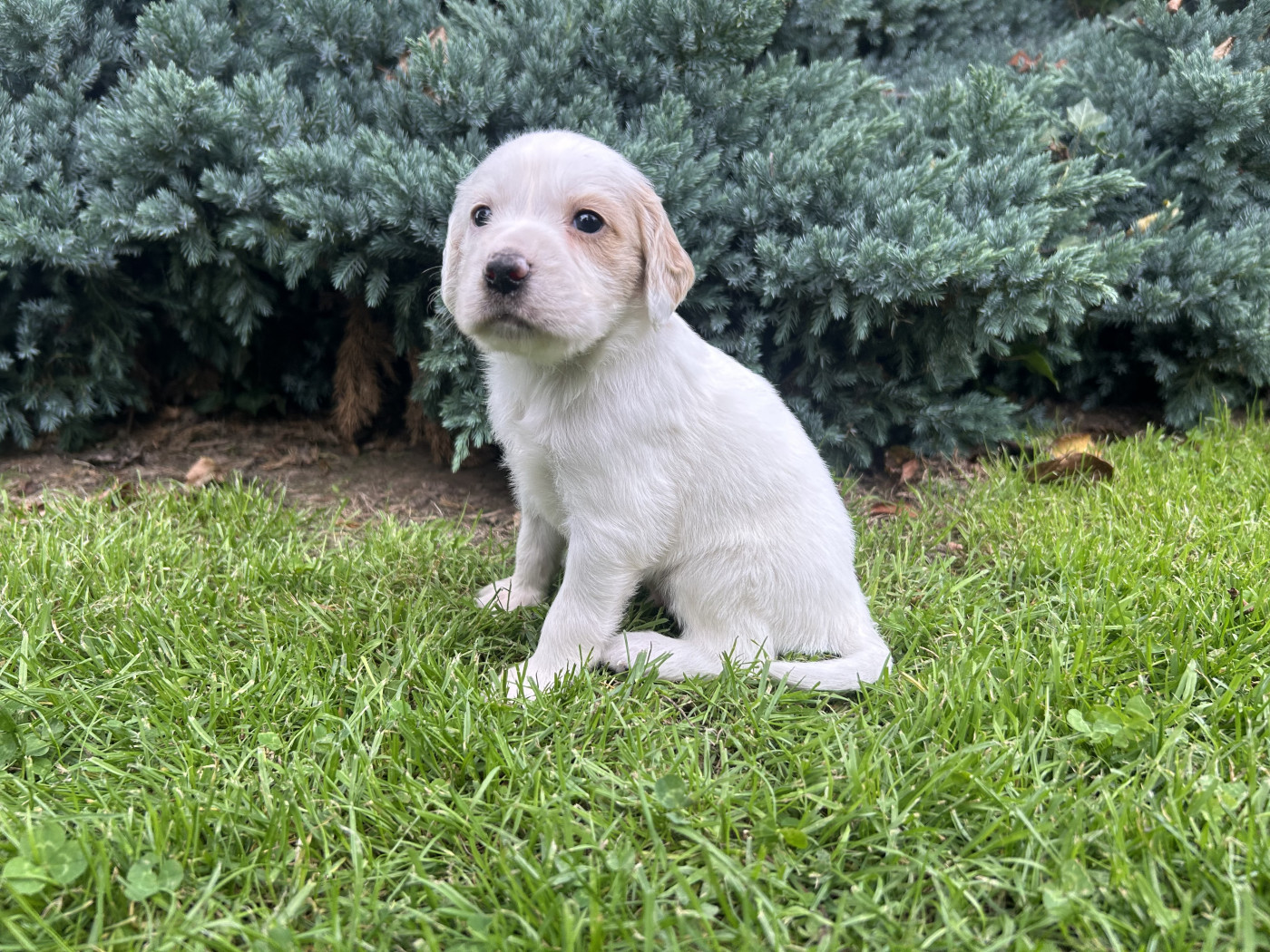 du clos Renaud - Chiots disponibles - Setter Anglais