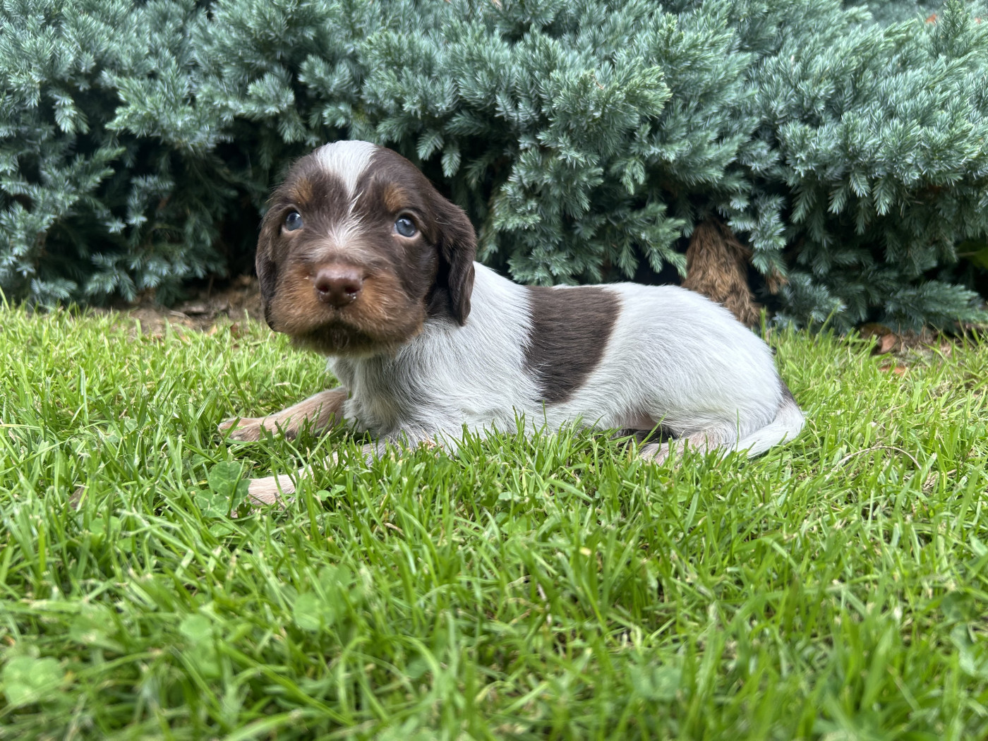 du clos Renaud - Chiots disponibles - Epagneul picard