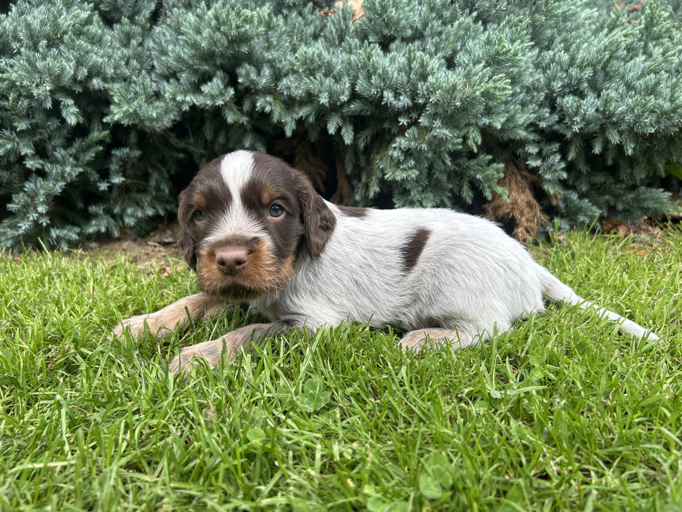 du clos Renaud - Chiots disponibles - Epagneul picard