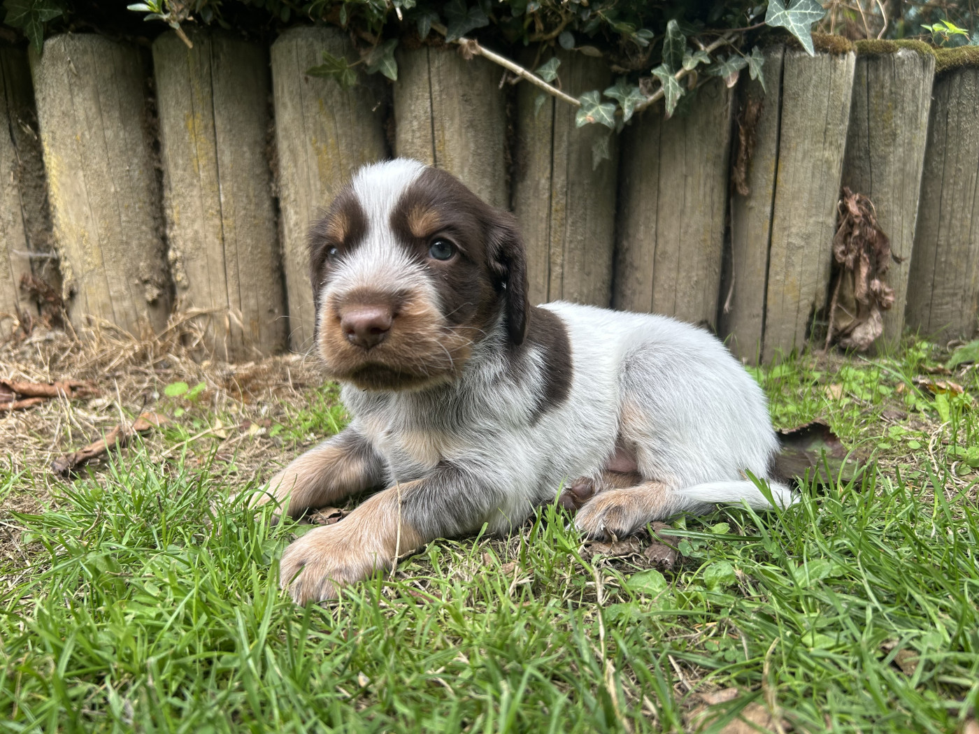 du clos Renaud - Chiots disponibles - Epagneul picard