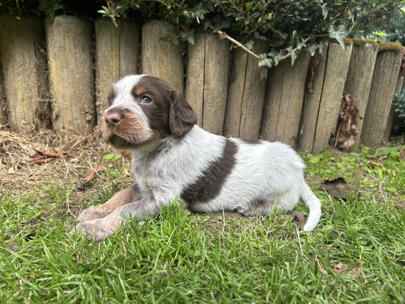 du clos Renaud - Chiots disponibles - Epagneul picard