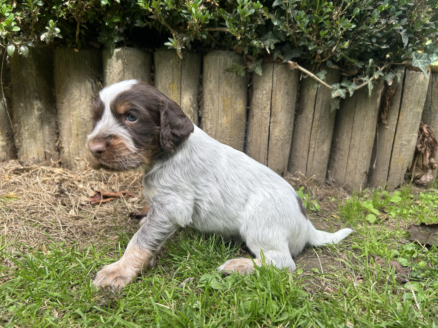 du clos Renaud - Chiots disponibles - Epagneul picard