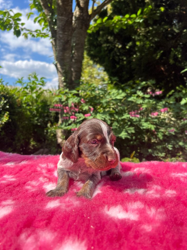 du clos Renaud - Chiots disponibles - Epagneul picard