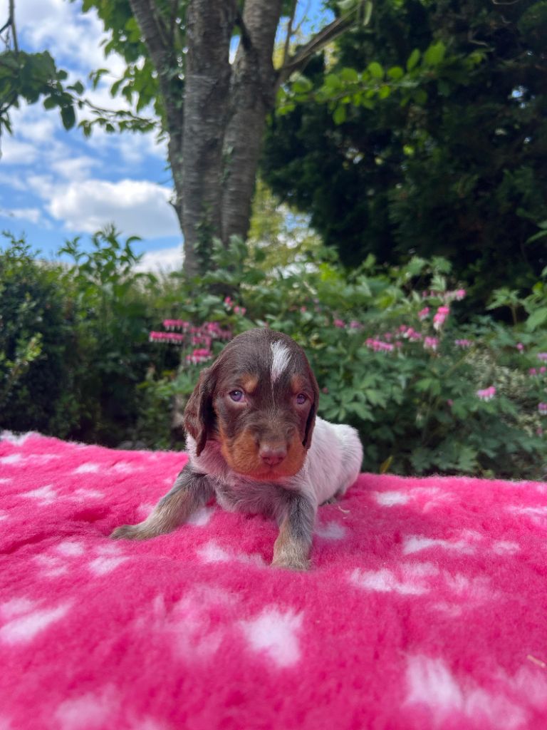 du clos Renaud - Chiots disponibles - Epagneul picard
