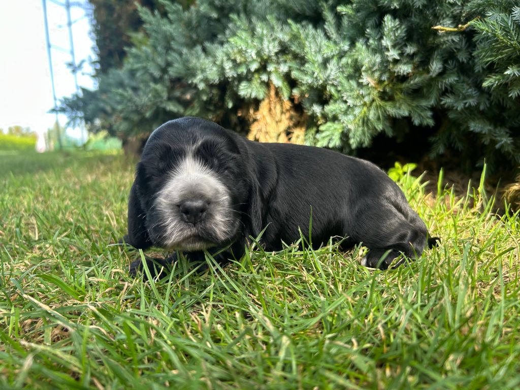 du clos Renaud - Chiots disponibles - Cocker Spaniel Anglais