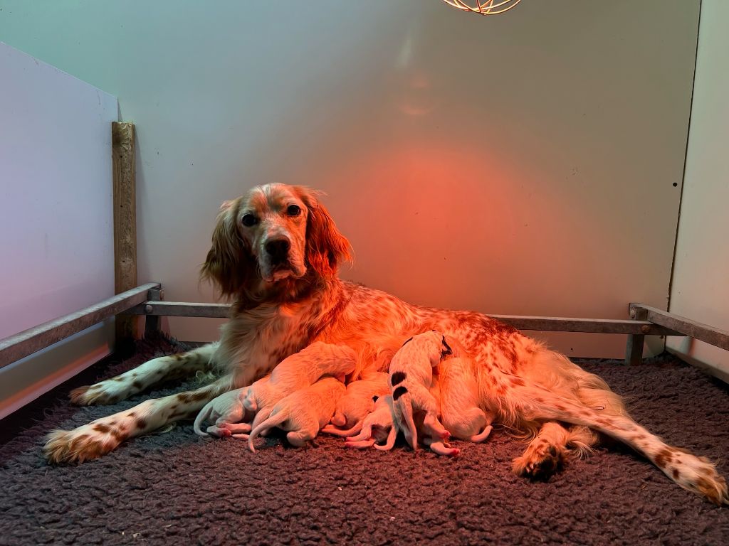 Chiot Setter Anglais du clos Renaud