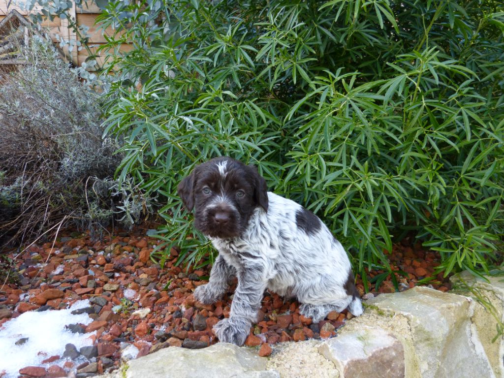 du clos Renaud - Chiots disponibles - Griffon d'arrêt à poil dur Korthals