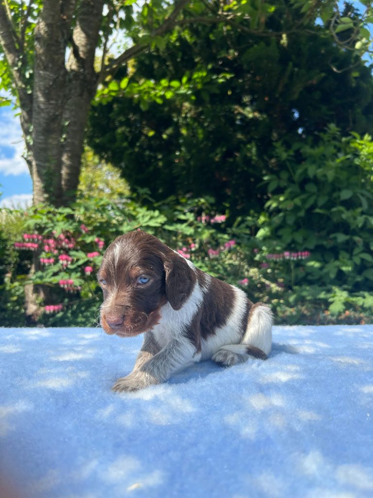 du clos Renaud - Chiots disponibles - Epagneul picard