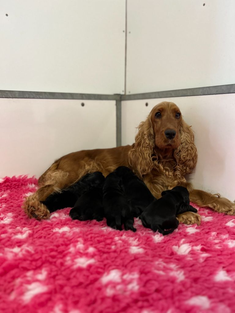 Chiot Cocker Spaniel Anglais du clos Renaud