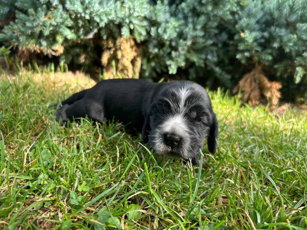 du clos Renaud - Chiots disponibles - Cocker Spaniel Anglais