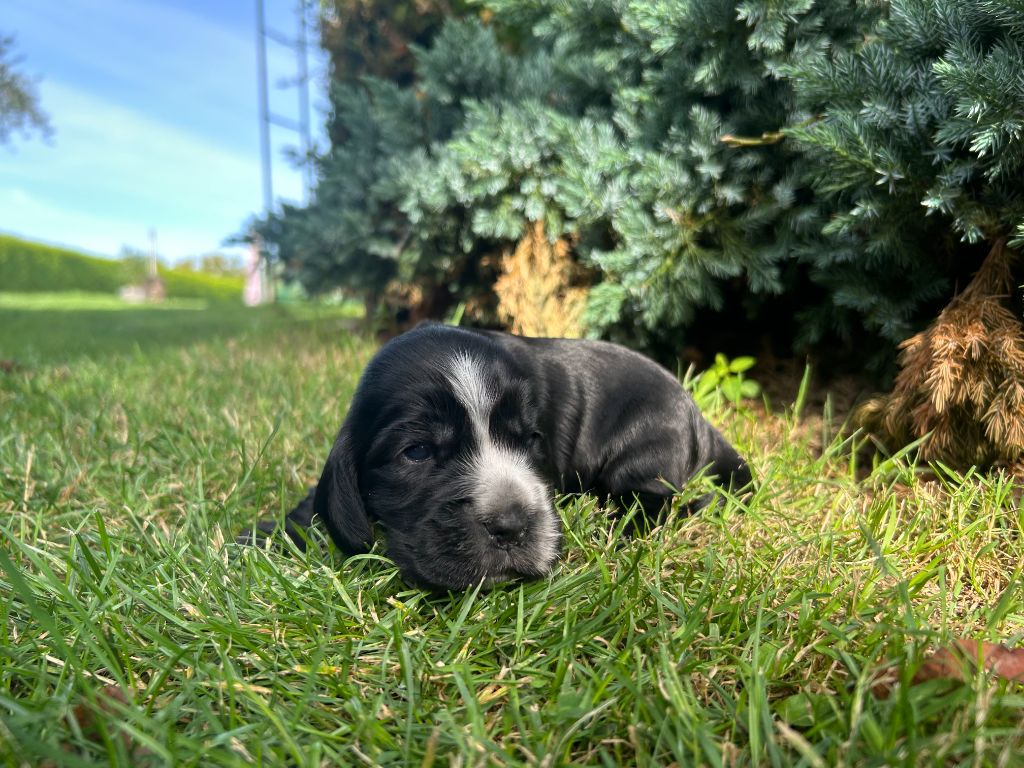 du clos Renaud - Chiots disponibles - Cocker Spaniel Anglais
