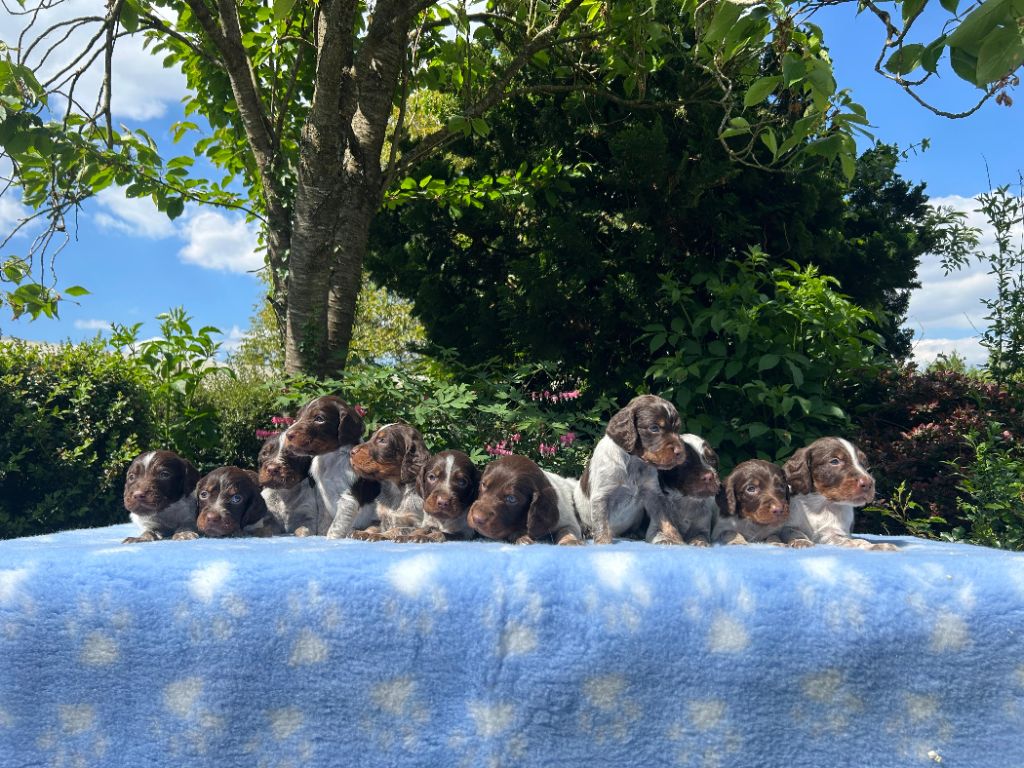 Chiot Epagneul picard du clos Renaud