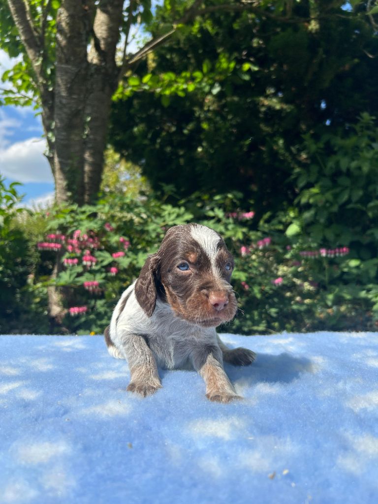 du clos Renaud - Chiots disponibles - Epagneul picard