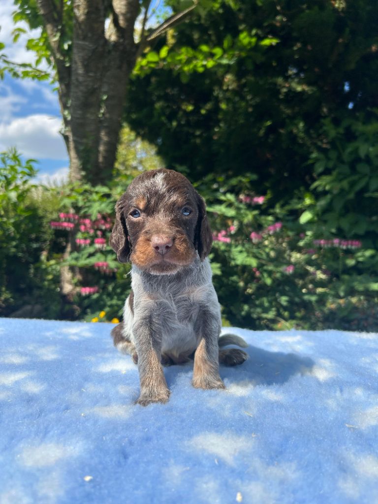 du clos Renaud - Chiots disponibles - Epagneul picard
