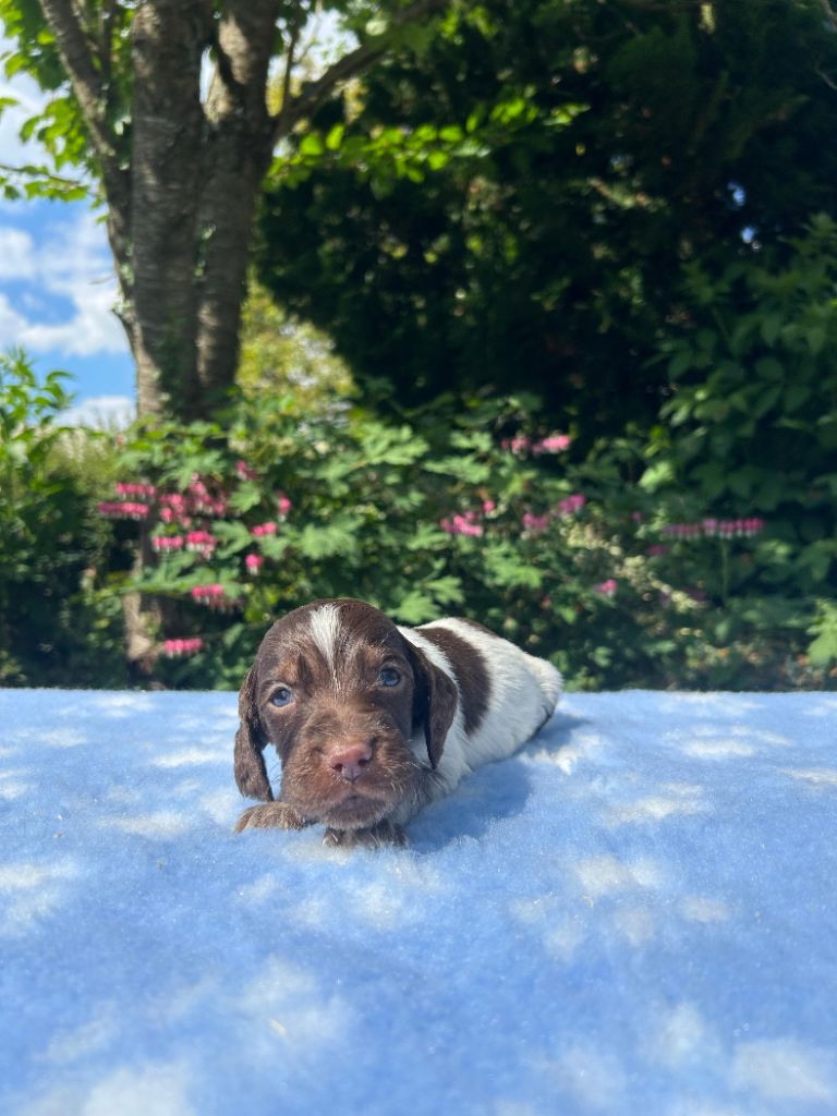 du clos Renaud - Chiots disponibles - Epagneul picard