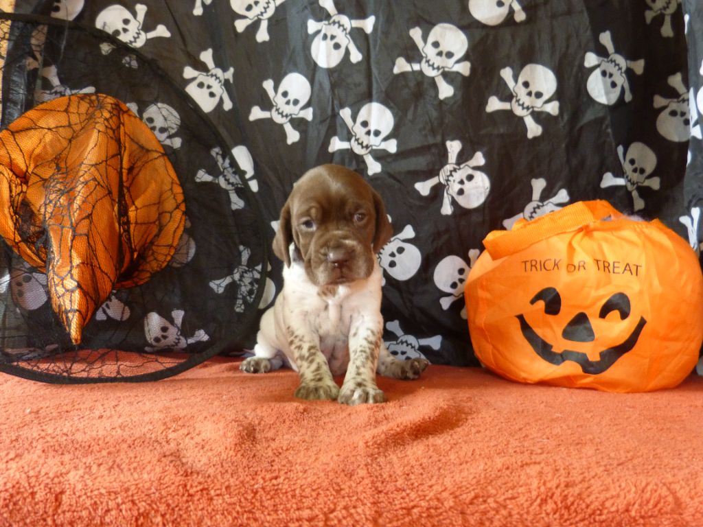 du clos Renaud - Chiots disponibles - Braque français, type Pyrenees (petite taille)