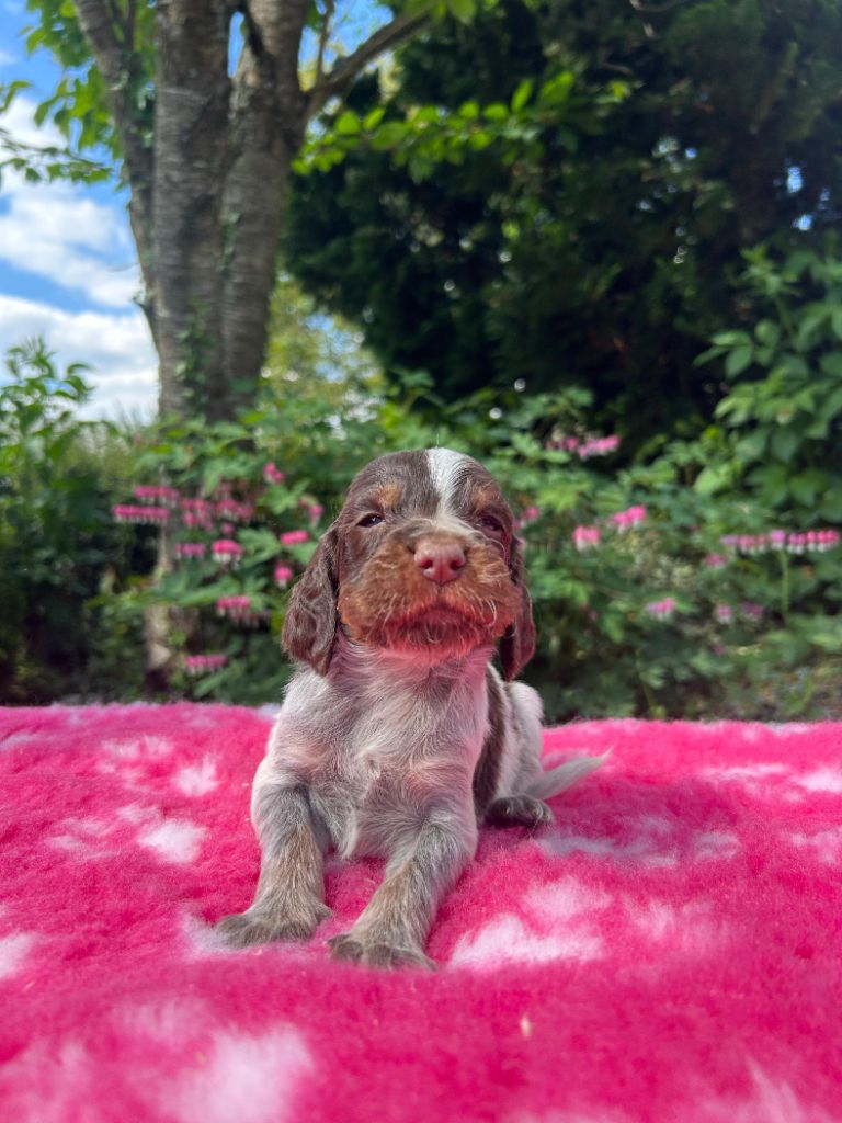 du clos Renaud - Chiots disponibles - Epagneul picard