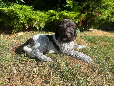 Braco
