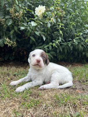 Chiot N°1