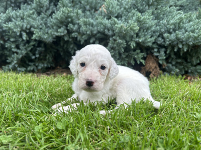 Chiot N°1