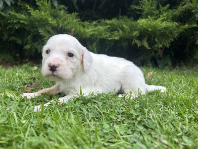 Chiot N°3