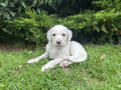 Chiot N°4