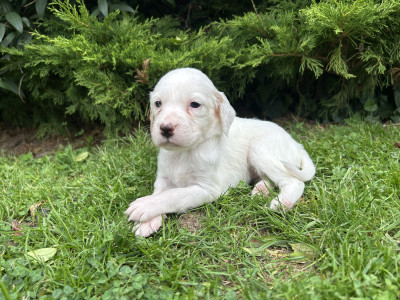 Chiot N°5