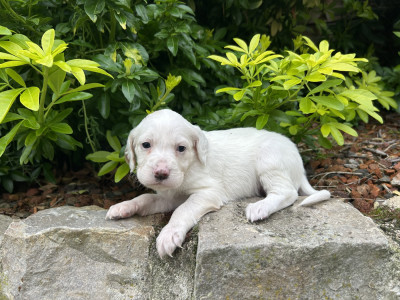 Chiot N°6